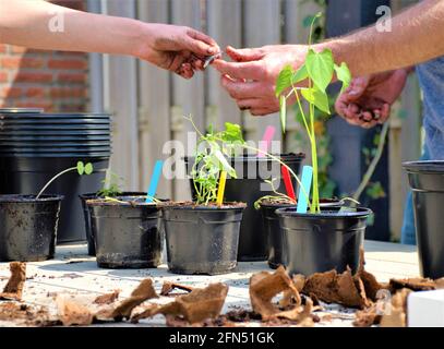 Primavera! Preparazione del giardino della cucina. Erbe di coltivazione, verdure e fiori (commestibili). Piantando le piantine e i germogli in tutti i tipi di pentole. Foto Stock