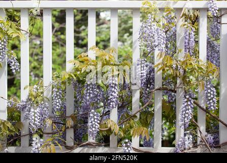 Londra, Regno Unito: In un giardino a Clapham nel mese di maggio, un wisteria sinensis 'prolifico' fiorisce su un balcone di legno bianco, i suoi lunghi racemi svincolati Foto Stock