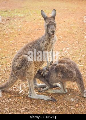 Un canguro grigio occidentale (Macropus fuliginosus), che alimenta il suo giovane (noto come Joey) nell'Australia occidentale. Foto Stock