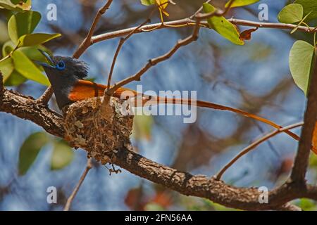 African Paradise Flycatcher Terpsifone viridis 13619 Foto Stock