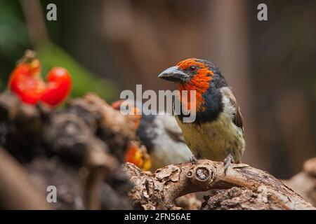 Barbet nero-larred, Lybius torquatus 13891 Foto Stock