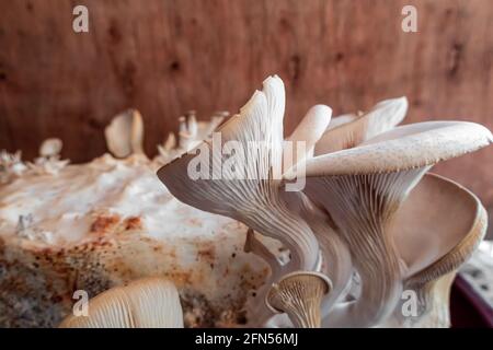 Coltivazione di funghi in una pentola di argilla Foto Stock