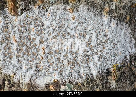 La carpinea di Lecanora, un lichen del bordo epifitico senza nome inglese comune Foto Stock