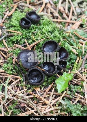 La nigrella Pseudoplectania, comunemente nota come coppa di ebano, la falsa plectania nera, o la tazza nera pelosa, fungo selvatico dalla Finlandia Foto Stock