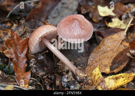 Mycena pura, noto come il cofano lilla, selvatici funghi velenosi dalla Finlandia Foto Stock