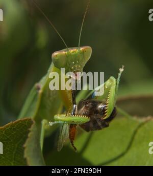 I Mantis in preghiera mangiano l'ape - gamba che penzola dalla bocca Foto Stock