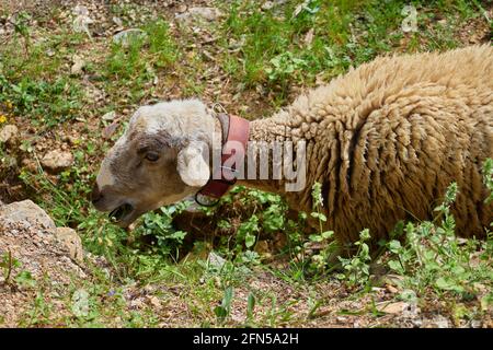 Pascolo di pecore in un prato a Barcellona, Catalogna Foto Stock