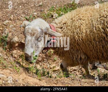 Pascolo di pecore in un prato a Barcellona, Catalogna Foto Stock