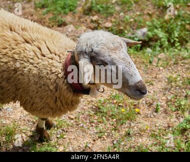 Pascolo di pecore in un prato a Barcellona, Catalogna Foto Stock