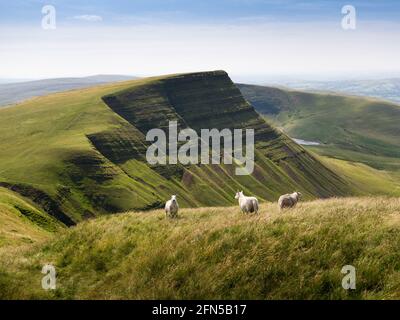 Picws Du sulla scarpata dei tifosi di Carmarthen da fan Foel nel Bannau Brycheiniog (Brecon Beacons) National Park, Carmarthenshire, Galles del Sud. Foto Stock