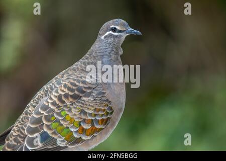 Il Bronzewing comune (Phaps chalcoptera) è una specie di piccione di medie dimensioni, fortemente costruito. Sono originari dell'Australia. Foto Stock