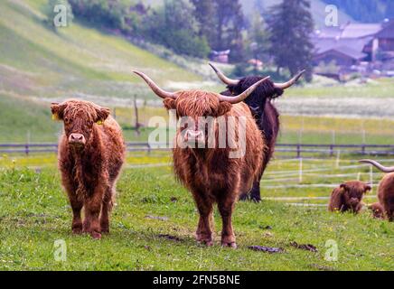 In estate, a Prags, Pustertal, Südtirol, Italia, si liberano i cattoli e i polpacci delle highlands Foto Stock