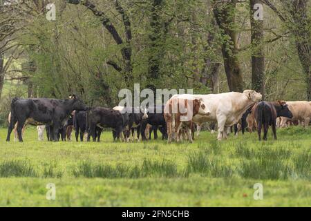 charolais toro e mucche in un campo Foto Stock