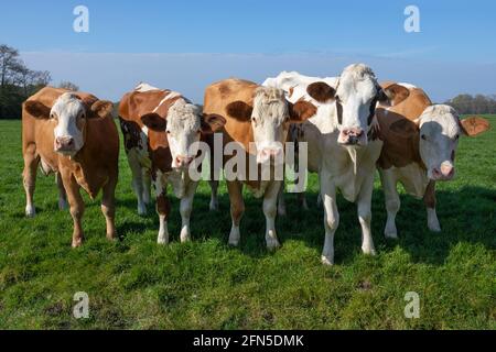 Gruppo di giovani e curiose vacche brune macchiate nel verde prato Foto Stock