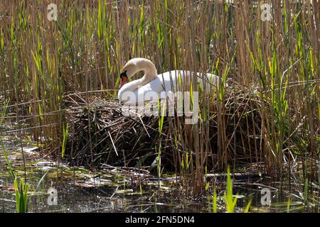 Femmina bianco cigno che si alleva su un nido Foto Stock