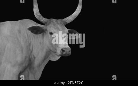 Big Horn Cow in piedi sullo sfondo nero Foto Stock