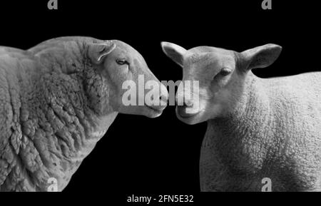 Due pecore che giocano sullo sfondo nero Foto Stock