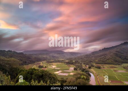 Taro Field si affaccia vicino a Hanalei. Kauai, Hawaii Foto Stock