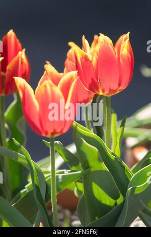 Tulipa schrenkii fiore tulipani rossi Foto Stock
