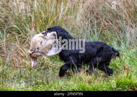 Un cane da pistola recupera una pernice durante un viaggio ad Angus, Scozia Foto Stock