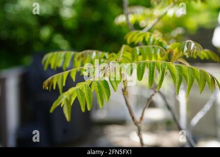 Pianta di foglia di curry indiana, fuoco selettivo Foto Stock