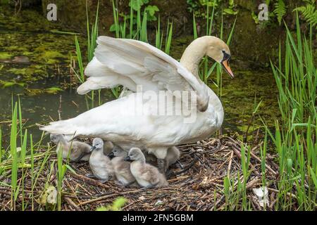 Mute famiglia cigno con dieci cigneti. Foto Stock