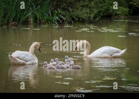 Mute famiglia cigno con dieci cigneti. Foto Stock