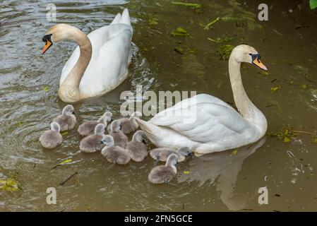 Mute famiglia cigno con dieci cigneti. Foto Stock