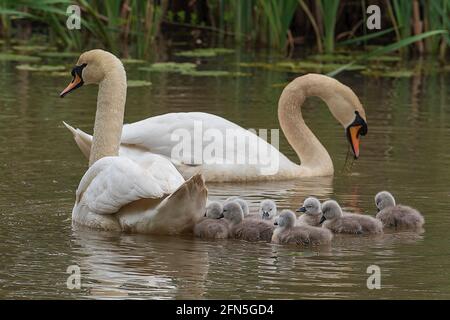 Mute famiglia cigno con dieci cigneti. Foto Stock