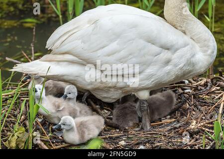 Mute famiglia cigno con dieci cigneti. Foto Stock