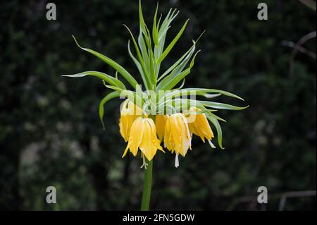 Yellow Crown Imperial flower conosciuto anche come il fritillario imperiale o la corona di Kaiser Foto Stock