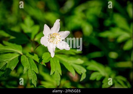 Un primo piano di un Anemone di legno o Anemonoides nemorosa Foto Stock
