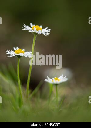 Primo piano dei fiori di daisy comune, Bellis perennis, in primavera contro sfondo scuro con spazio di copia Foto Stock