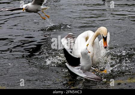 Figgate Park, Edimburgo, Scozia, Regno Unito. 14 maggio 2021.Pictured: Un cigno di Mute e un gabbiano hanno uno squabble sopra il territorio e pane bianco sullo stagno. Nessun uccello è stato danneggiato durante la presa di questa fotografia. Credit: Arch White/Alamy Live News. Foto Stock