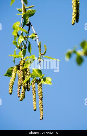 European White Birch Catkins Betula puescens primavera Foto Stock