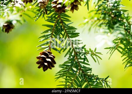 Tsuga canadensis cono Canadese Hemlock Foto Stock