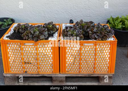 Scatola di plastica come letto di insalata su un pallet di legno Foto Stock