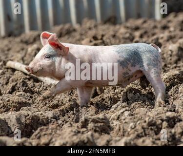 maialino di 4 settimane Foto Stock