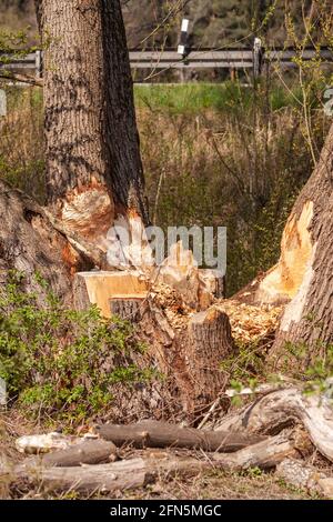 Tracce di navigazione da parte di castori su un gruppo di alberi Foto Stock