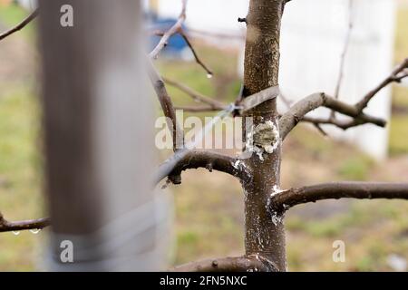 Un albero giovane è legato con una striscia di cuoio e. filo in una spina di legno Foto Stock