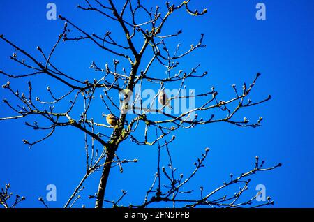pájaros lejanos en primavera Foto Stock