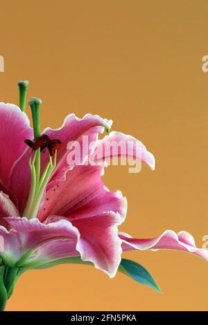 Giglio orientale dopo otto con fiori rosa molto grandi e profondi con bordi bianchi e petali flagelli che si affacciano verso l'alto, anche chiamato Stargazers Foto Stock