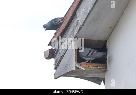 Piccioni niding nello spazio loft di una casa nel Regno Unito. Foto Stock