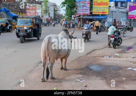 Cuttack, Odisha, India - 24 luglio 2019 : Vista della strada della città di Cuttack, la gente sta passando sulla moto e da autorickshaw. Un buoi sta guardando il ro Foto Stock