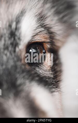 Macro closeup di un occhio marrone di un cucciolo finlandese Cane Lapphund Foto Stock