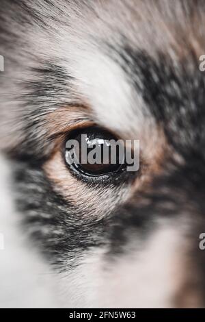 Macro closeup di un occhio marrone di un cucciolo finlandese Cane Lapphund Foto Stock
