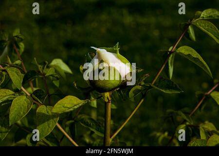 Fioritura della peonia dell'albero dopo la pioggia. Grandi peonie bianche. Paeonia rockii. Foto Stock