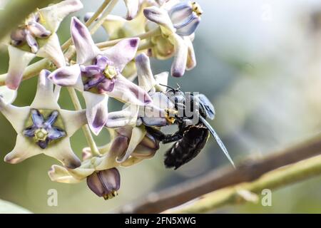 Vista ravvicinata di Bumble Bee, falegname o Xylocopa valgaon su Calotropis procera o mela di fiori di sodoma. Appollaiato su Flower Stock Photos & Bumbl Foto Stock