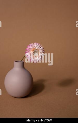 Fiore rosa essiccato in vaso su sfondo marrone scuro. Decorazione interna domestica minima con ombra scura. Shot verticale. Foto Stock
