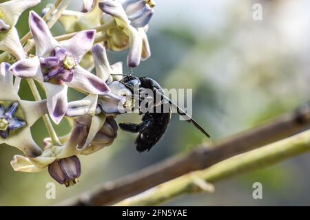 Vista ravvicinata di Bumble Bee, falegname o Xylocopa valgaon su Calotropis procera o mela di fiori di sodoma. Appollaiato su Flower Stock Photos & Bumbl Foto Stock